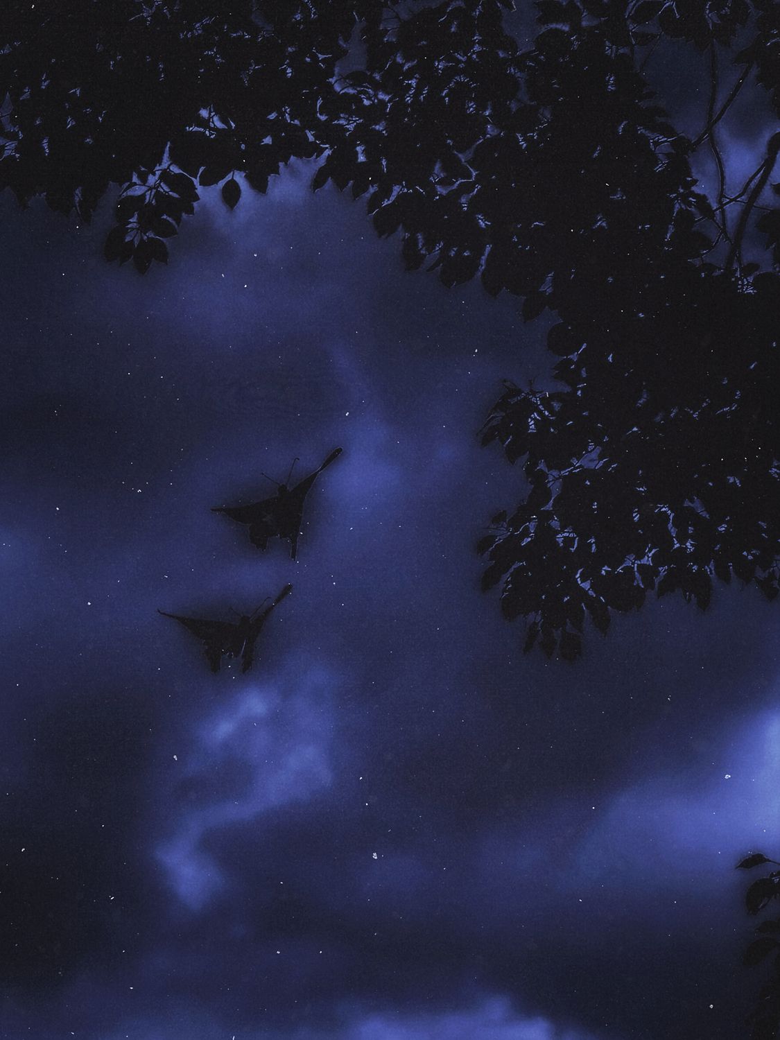 Midnight Flutters